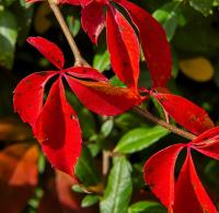 Loubinec pětilistý (Parthenocissus quinquefolia)