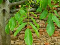 Ořešák královský (Juglans regia)