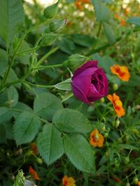 Růže 'Rhapsody in Blue' (Rosa)