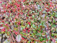 Skalník dammerův (Cotoneaster dammeri)