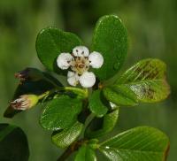 Skalník Dammerův (Cotoneaster dammeri)
