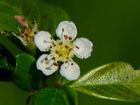 Skalník Dammerův (Cotoneaster dammeri)