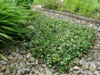Skalník Dammerův (Cotoneaster dammeri)
