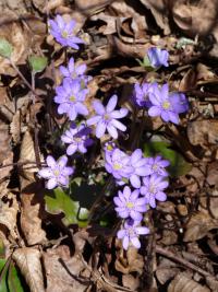Jaterník podléška (Hepatica nobilis)