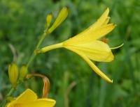 Denivka (Hemerocallis)
