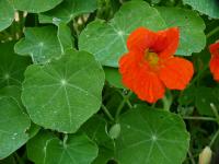 Lichořeřišnice větší (Tropaeolum majus)