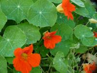 Lichořeřišnice větší (Tropaeolum majus)