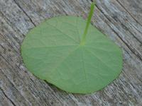 Lichořeřišnice větší (Tropaeolum majus)