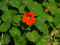 Lichořeřišnice větší (Tropaeolum majus)