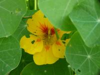 Lichořeřišnice větší (Tropaeolum majus)