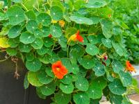 Lichořeřišnice větší (Tropaeolum majus)