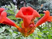 Křivouš kořenující (Campsis radicans)