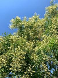 Jerlín japonský (Sophora japonica)