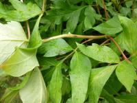 Paeonia lactiflora   piwonia chińska liść