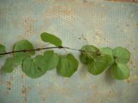 Zmarličník japonský (Cercidiphyllum japonicum)