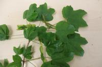 Javor babyka (Acer campestre)
