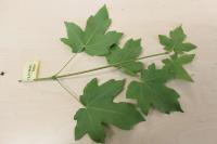 Javor babyka (Acer campestre)