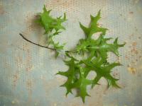 Dub bahenní (Quercus palustris)