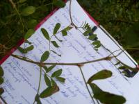 Čimišník stromovitý (Caragana arborescens)