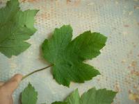 Javor cukrový (Acer saccharum)