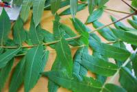 Škumpa ocetná (Rhus typhina)