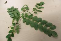 Robinia pseudoacacia (Robinia pseudoacacia)