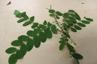 Black Locust (Robinia pseudoacacia)