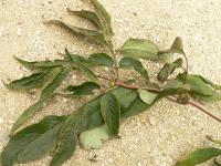 Baza červená (Sambucus racemosa)