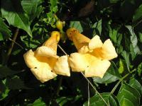 Křivouš kořenující (Campsis radicans)