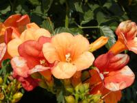 Křivouš kořenující (Campsis radicans)