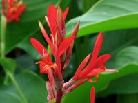 Dosna indická (Canna indica)