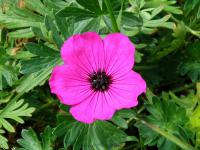 Kakost (Geranium subcaulescens)