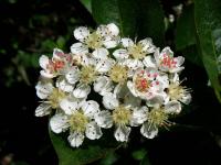 Temnoplodec černoplodý (Aronia melanocarpa)