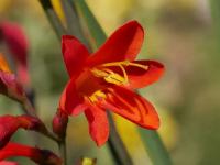 Montbrécie (Crocosmia x crocosmiiflora)