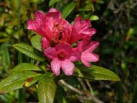 Pěnišník rezavý (Rhododendron ferrugineum)