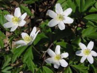 Wood Anemone (Anemone nemorosa)