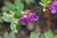 Kakost oddenkatý (Geranium macrorrhizum)