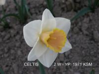 Narcis 'Celtis'