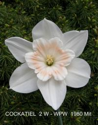Narcis 'Cockatiel'