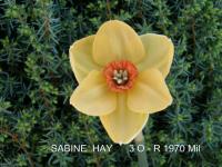 Narcis 'Sabine Hay' - Malokorunné narcisy (Narcissus)