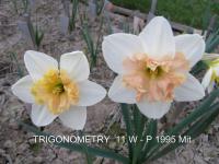 Narcis 'Trigonometry' - Collar narcisy (Narcissus)