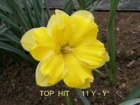Narcis 'Top Hit' - Collar narcisy (Narcissus)