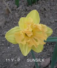 Narcis 'Sunsilk' - Velkokorunné narcisy (Narcissus)