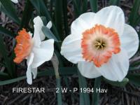 Narcis 'Firestar' - Velkokorunné narcisy (Narcissus)