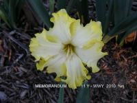 Narcis 'Memorandum' - Collar narcisy (Narcissus)