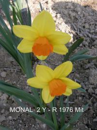 Narcis 'Monal' - Velkokorunné narcisy (Narcissus)