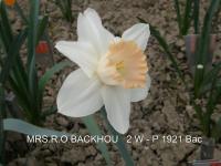 Narcis 'Mrs RO Backhouse' - Velkokorunné narcisy (Narcissus)