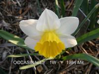 Narcis 'Occasionally' - Trubkovité narcisy (Narcissus)