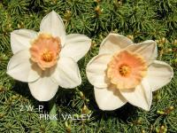 Narcis 'Pink Valley' - Velkokorunné narcisy (Narcissus)