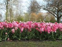 Tulipán zahradní (Tulipa)